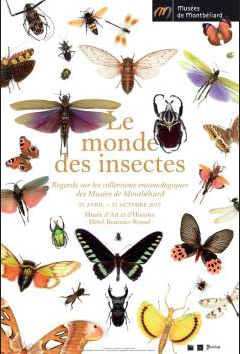 le mondes des insectes